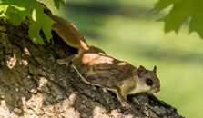 Flying squirrel