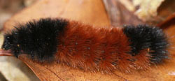 Wooly bear caterpillar