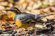 Varied thrush