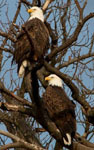 Bald eagles