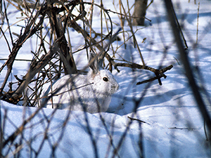 snowshoe hare