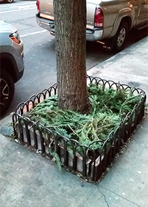 Placing evergreen branches around the base of a tree can protect against salt damage