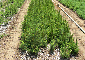 Seedlings at DEC's Saratoga Tree Nursery