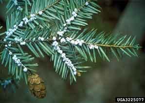 Woolly egg masses of the invasive hemlock wooll adelgid are visible at the needle base of an infested tree.