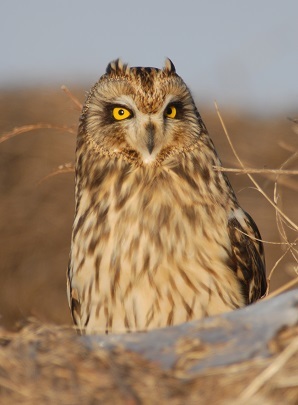 Short-eared owl