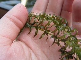 Hydrilla is an invasive plant which is currently being eradicated in the Croton River, a tributary of the Hudson. Photo: Emily Mayer
