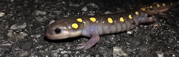 A spotted salamander crosses a road to get to a vernal pool in late March last year. Photo by Laura Heady