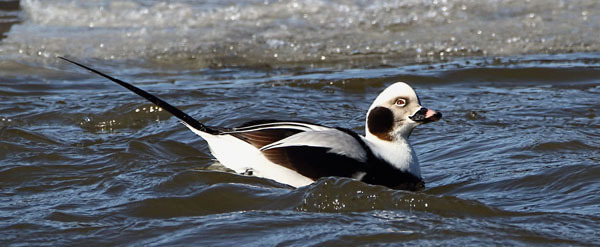 Long-tailed duck courtesy of Terry Hardy (see 1/6)