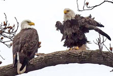 Mated pair of bald eagles at NY62