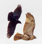 Raven vs. Red-tailed hawk