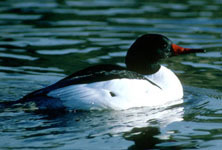 Common merganser