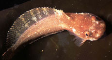 Inquiline snailfish