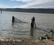 Winter seining at Beczak