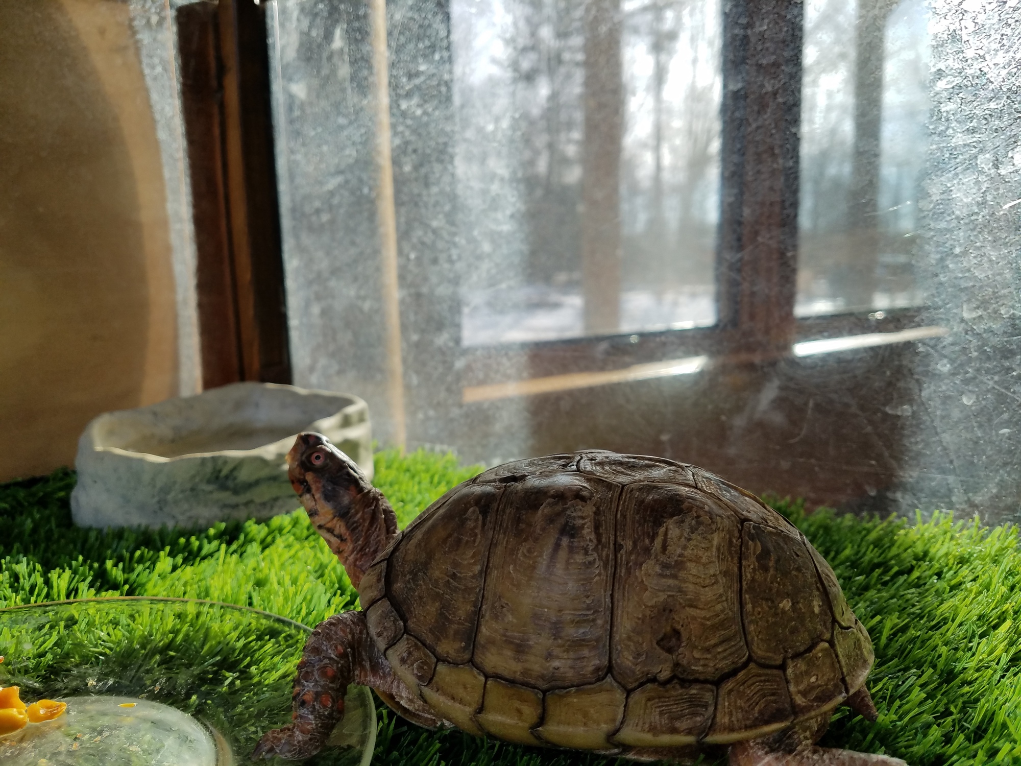 Three-toed Box Turtle