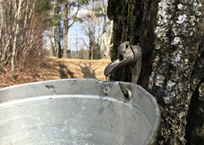 Collecting sap from a tapped maple tree