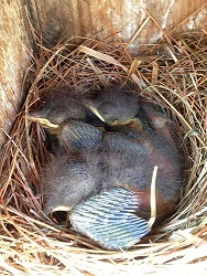 Bluebirds in a nest