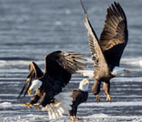 Bald eagles on the ice