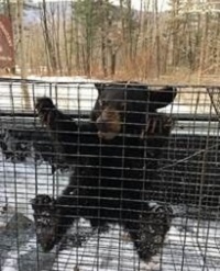 rescued bear cub