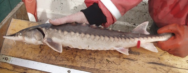 A marine fisheries biologist measures a juvenile sturgeon netted during the annual monitoring.