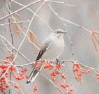 Townsend's solitaire