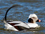 Long-tailed duck