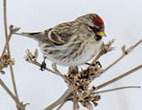 Common redpoll