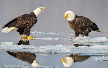 Bald eagles
