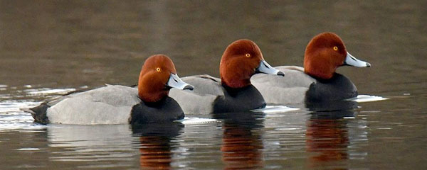 Redhead ducks courtesy of Deborah Tracy Kral (see 2/11)