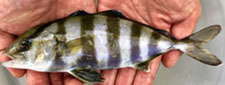 Banded rudderfish