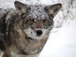 Coyote in Snow