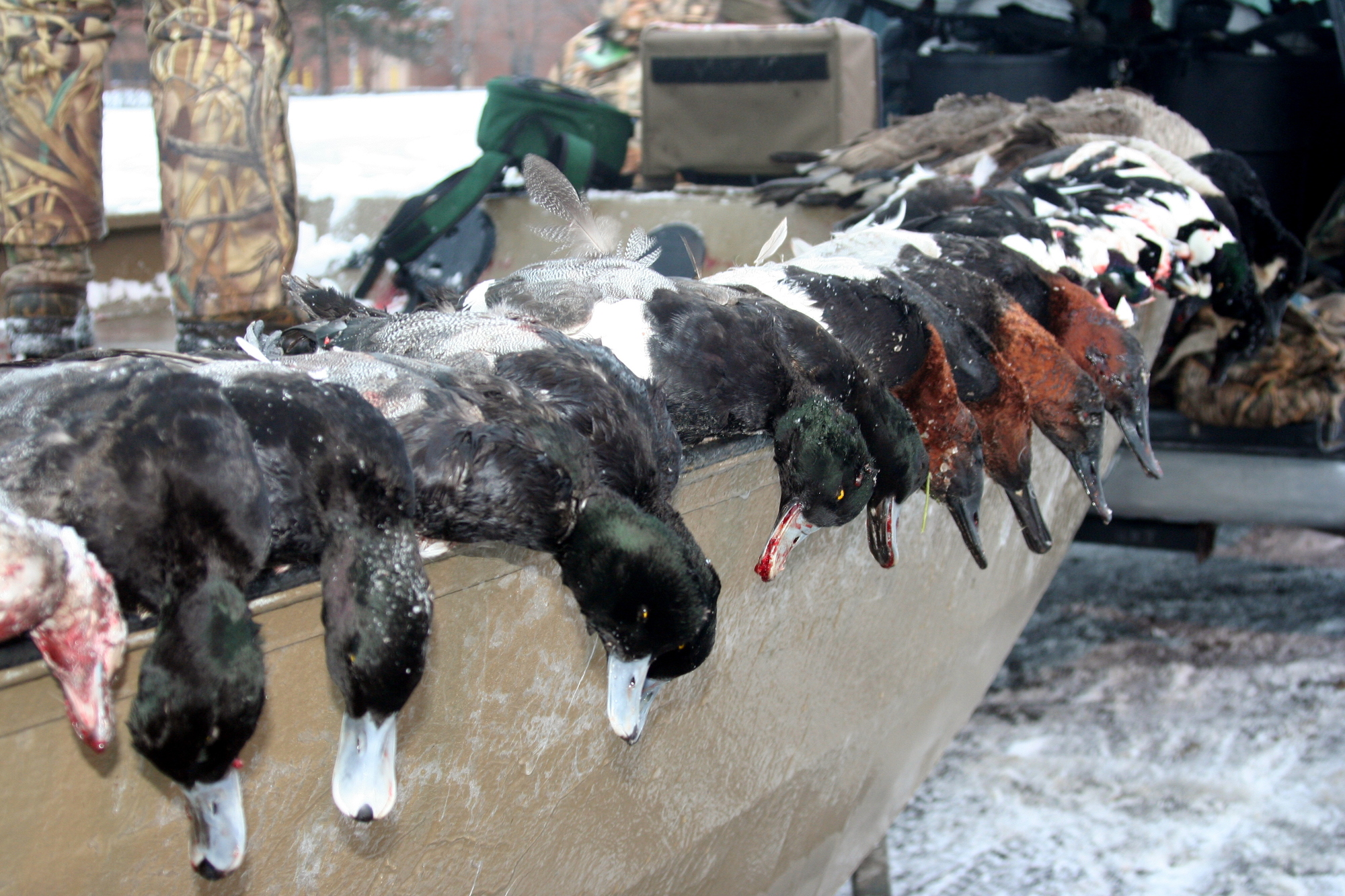 multiple waterfowl of different species taken during a hunt