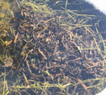 Red-spotted newts
