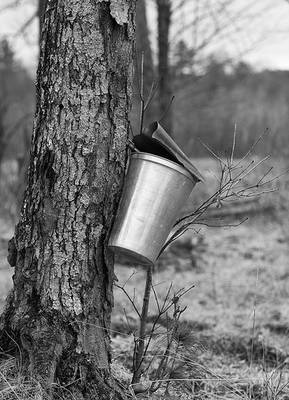Maple Sugaring Bucket
