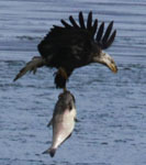 Bald eagle with gizzard shad