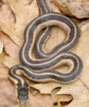 Eastern ribbon snake