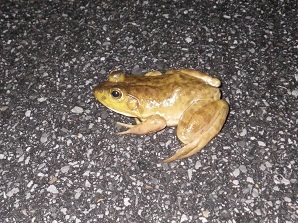 green frog crossing road at night