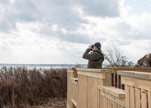 Man with binoculars looking for spring bird migrations