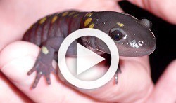 Picture of a salamander