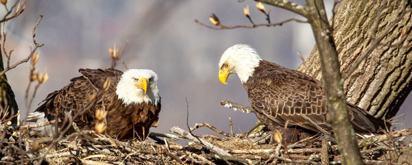 Bald eagle nest NY62 photo courtesy of John Badura