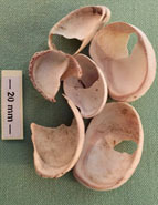 Common slipper shell