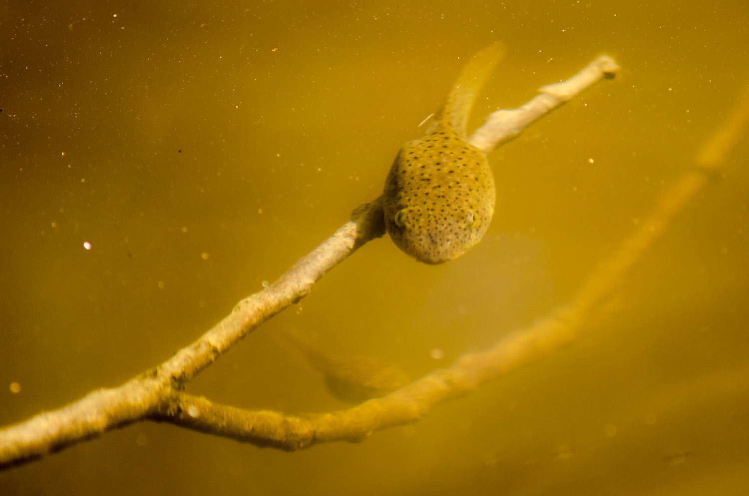 Tadpole Tadpole