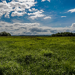 The newly acquired grassland area that the Grassland Bird Trust acquired