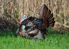 wild tom turkey standing in grass, fanning his tail