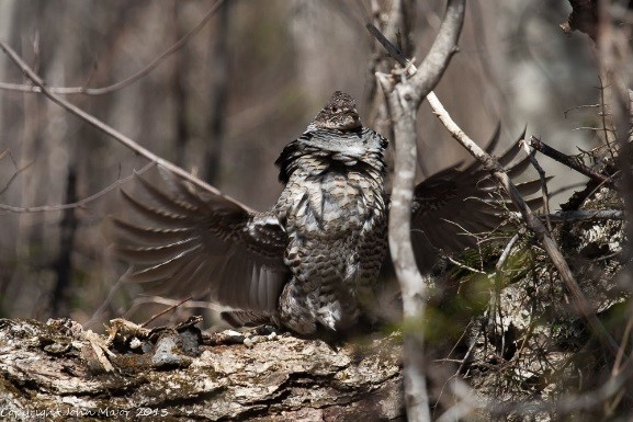 Ruffed Grouse with wings and plumage expanded for a drumming display