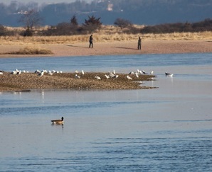 View of Youngs Island WMA