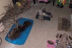 Collection of animal carcasses