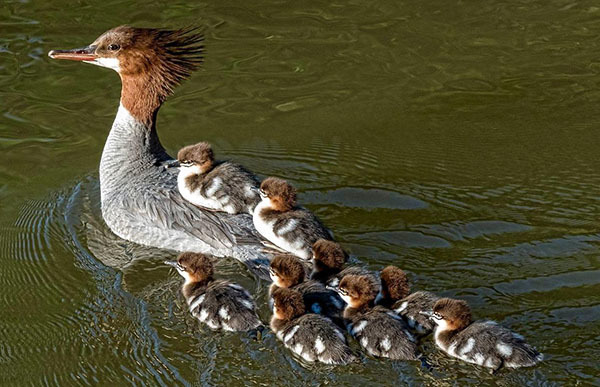 Common merganser courtesy of Carol Pedersen