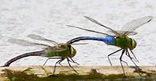 Green darner (dragonfly)