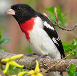Rose-breasted grosbeak