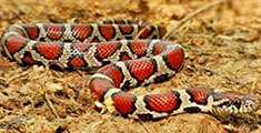 Eastern milk snake